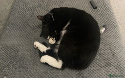 Mixed Breed cats for sale: Flimflam & Bojo - Image 23