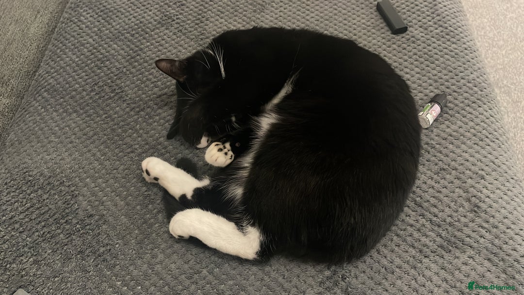 Mixed Breed cats for sale: Flimflam & Bojo - Image 23