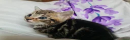 Mixed Breed cats for sale: Adorable & Playful Kittens Raised with Kids  - Advert 23