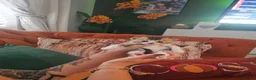 British Shorthair cats for sale: Golden British Shorthairs - Advert 3