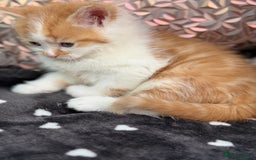 Ragdoll cats for sale: Beautiful Ragdoll cross kittens  - Image 7