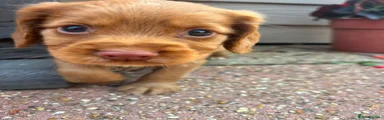 Cocker Spaniel 6