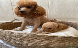 Toy Poodle dogs for sale: 5*Ukrainian toy poodle 1 girl available  - Image 14