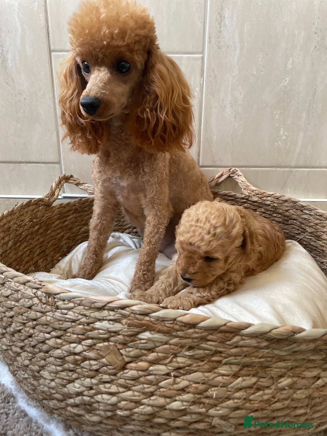 Toy Poodle dogs for sale: 5*Ukrainian toy poodle 1 girl available  - Image 14