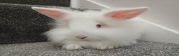 Lionhead rabbits for sale: White Male Lionhead Rabbit. 10 weeks old.  - Advert 1