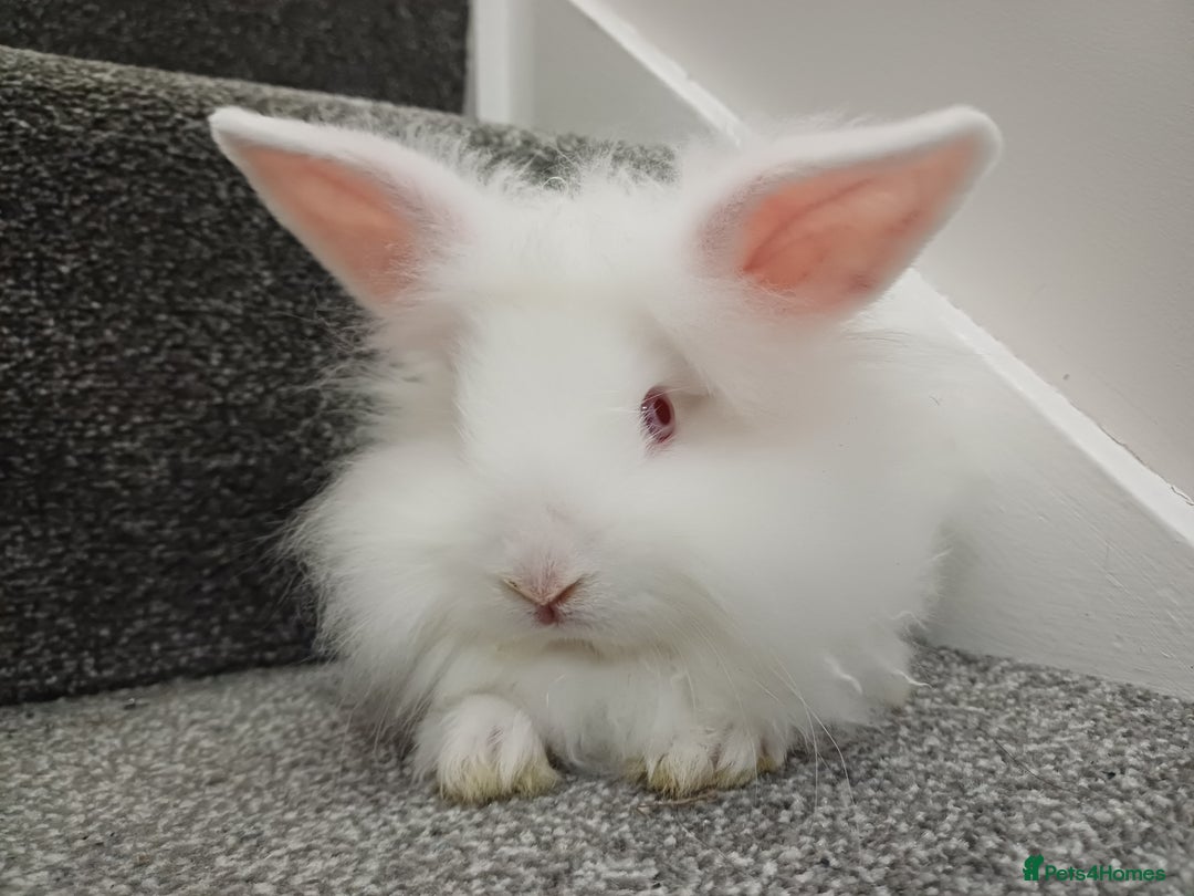 Lionhead rabbits for sale: White Male Lionhead Rabbit. 10 weeks old.  - Advert 1