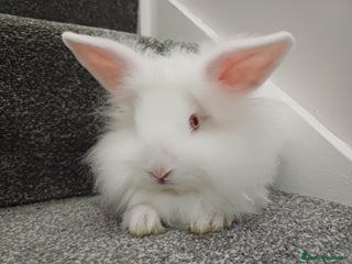 Lionhead rabbits White Male Lionhead Rabbit. 10 weeks old. - Advert 1
