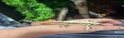 Gecko reptiles for sale: Various crested geckos for sale  - Advert 15