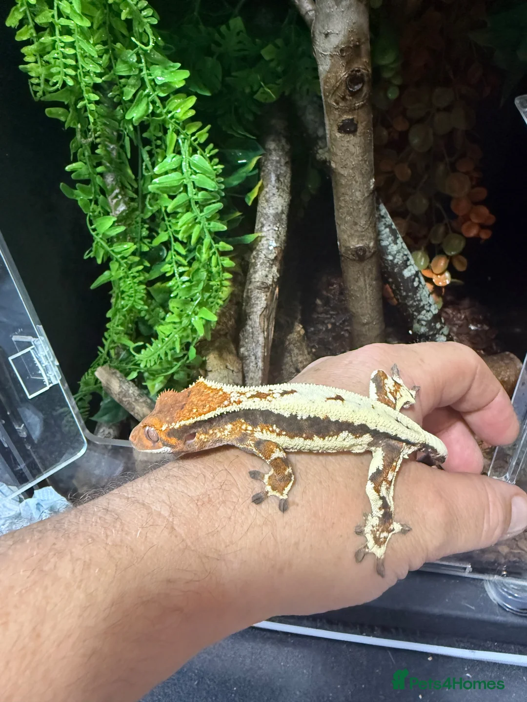 Gecko reptiles for sale: Various crested geckos for sale  - Advert 15