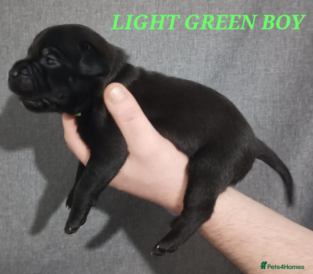 Staffordshire Bull Terrier dogs for sale: 9 beautiful black Staffordshire Bullterriers - Image 9