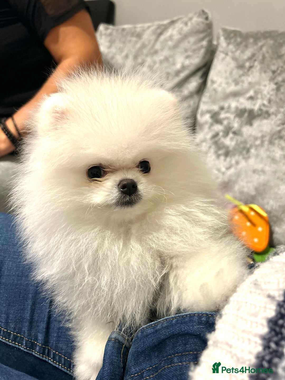 Pomeranian dogs for sale: Korean–Russian Exclusive Teddy Bear Pomeranian ✨🐻 - Advert 19
