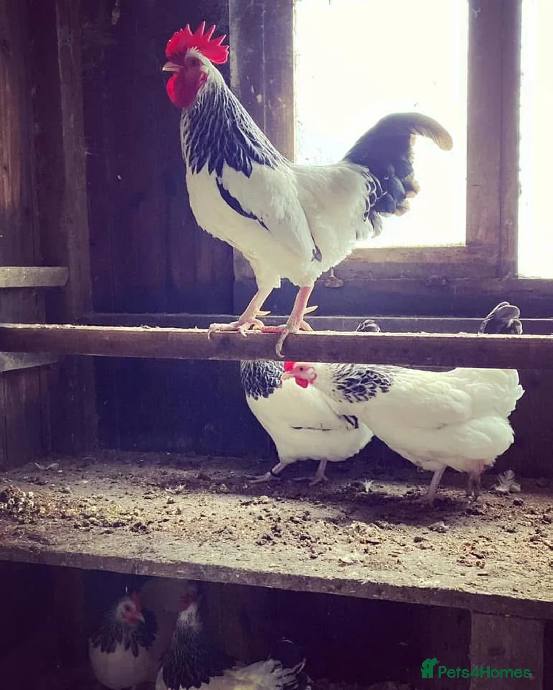 Chickens poultry for sale: Light Sussex bantams  - Advert 2