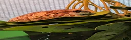Frog reptiles for sale: Milk Tree frog older frogs  - Advert 6