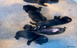 Borador dogs for sale: Labrador X Collie pups - Image 3
