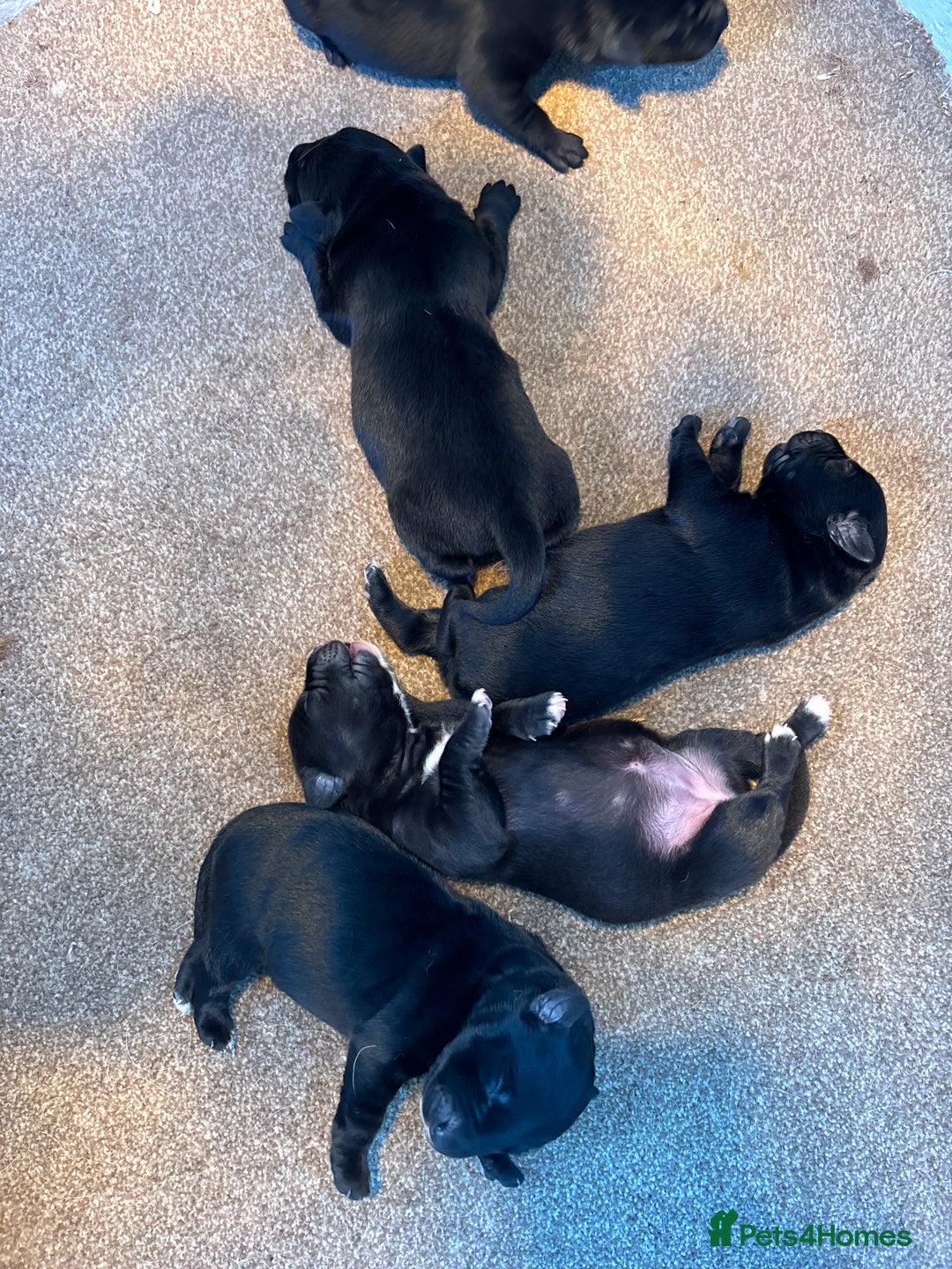 Borador dogs for sale: Labrador X Collie pups - Image 3