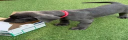 Great Dane dogs for sale: Ready to go! Blue Great Danes - 2 Girls Remaining! - Advert 21