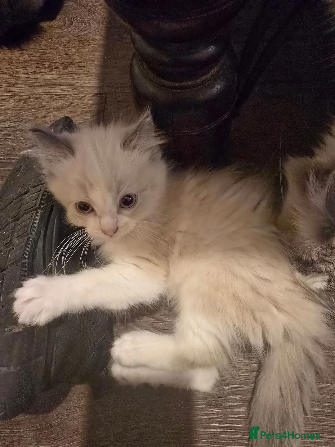 Ragdoll cats for sale: Ragdoll kittens from gçcf registered parents - Advert 2