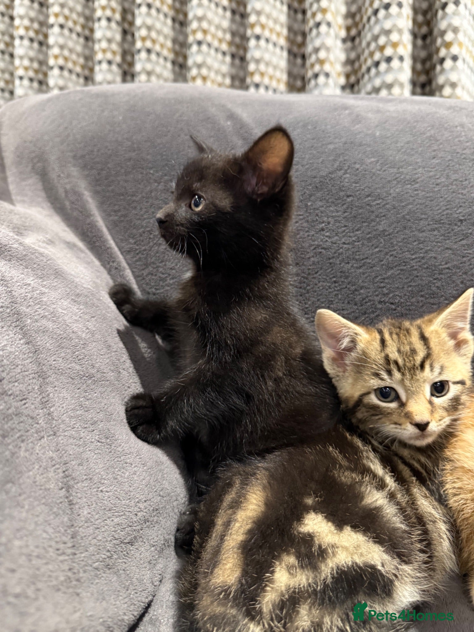 Mixed Breed cats Boys READY NOW - Advert 1