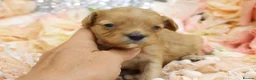 Cavapoo dogs for sale: *HEALTH TESTED*Cavapoo Puppies 5*LICENSED BREEDER* - Advert 16
