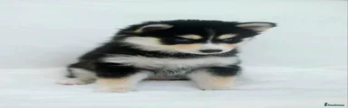 Puppy 2