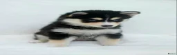 Pomsky dogs for sale: Stunning Red Boy  - Advert 19