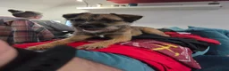 Border Terrier dogs for sale: Border terrier dog for sale in Brentwood - Advert 13