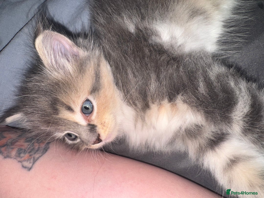 Maine Coon cats for sale: Mainecoons x ragdoll - Image 9