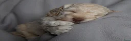 Cockapoo dogs for sale: Beautiful Cockapoo Puppies - Advert 26