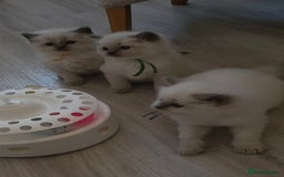 Ragdoll cats for sale: Blue mitted 🐾 Ragdoll kittens 😻 - Image 3