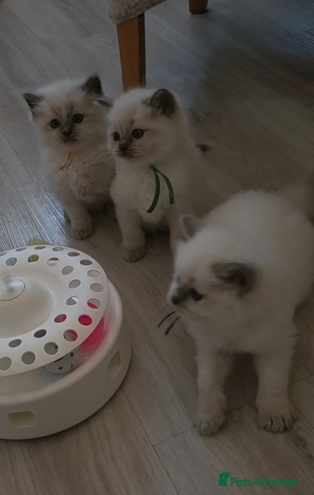 Ragdoll cats for sale: Blue mitted 🐾 Ragdoll kittens 😻 - Image 3