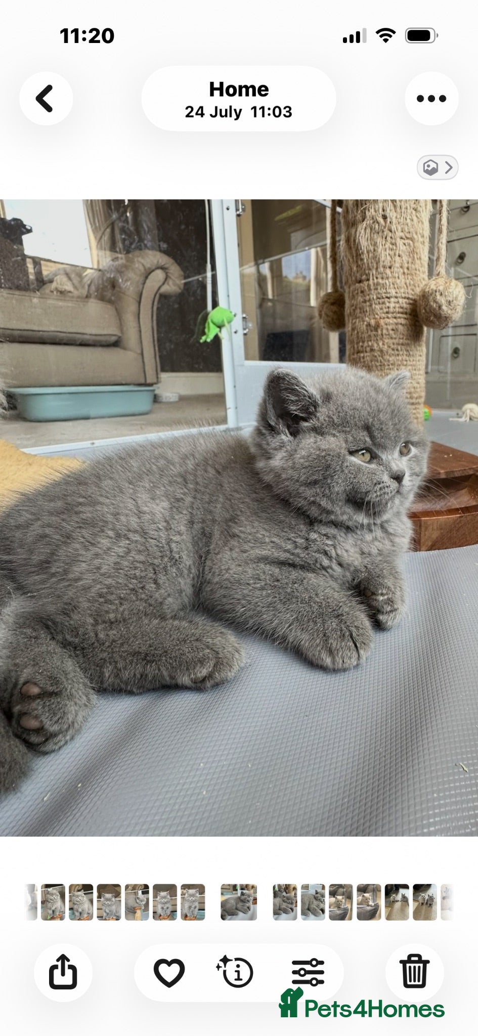 British Shorthair cats 5 Stunning BSH Blue and Lilac Kittens - Advert 1