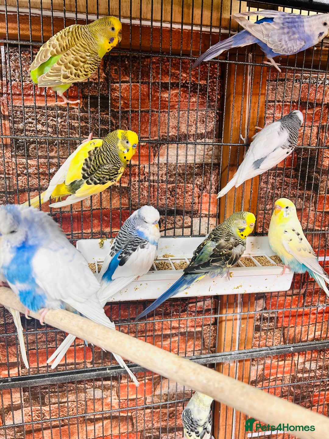 Budgerigars birds for sale: Stunning budgies for sale  - Advert 8