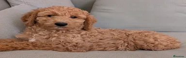 Pete
