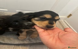 Cocker Spaniel dogs for sale: Chunky playful full Pedigree show type kc parents - Image 13