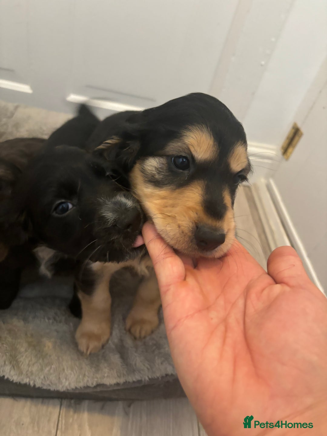 Cocker Spaniel dogs for sale: Chunky playful full Pedigree show type kc parents - Image 13