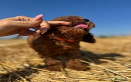 Toy Poodle dogs for sale: Toy Poodle Puppies–Asian Lines–Tiny Size - Image 12