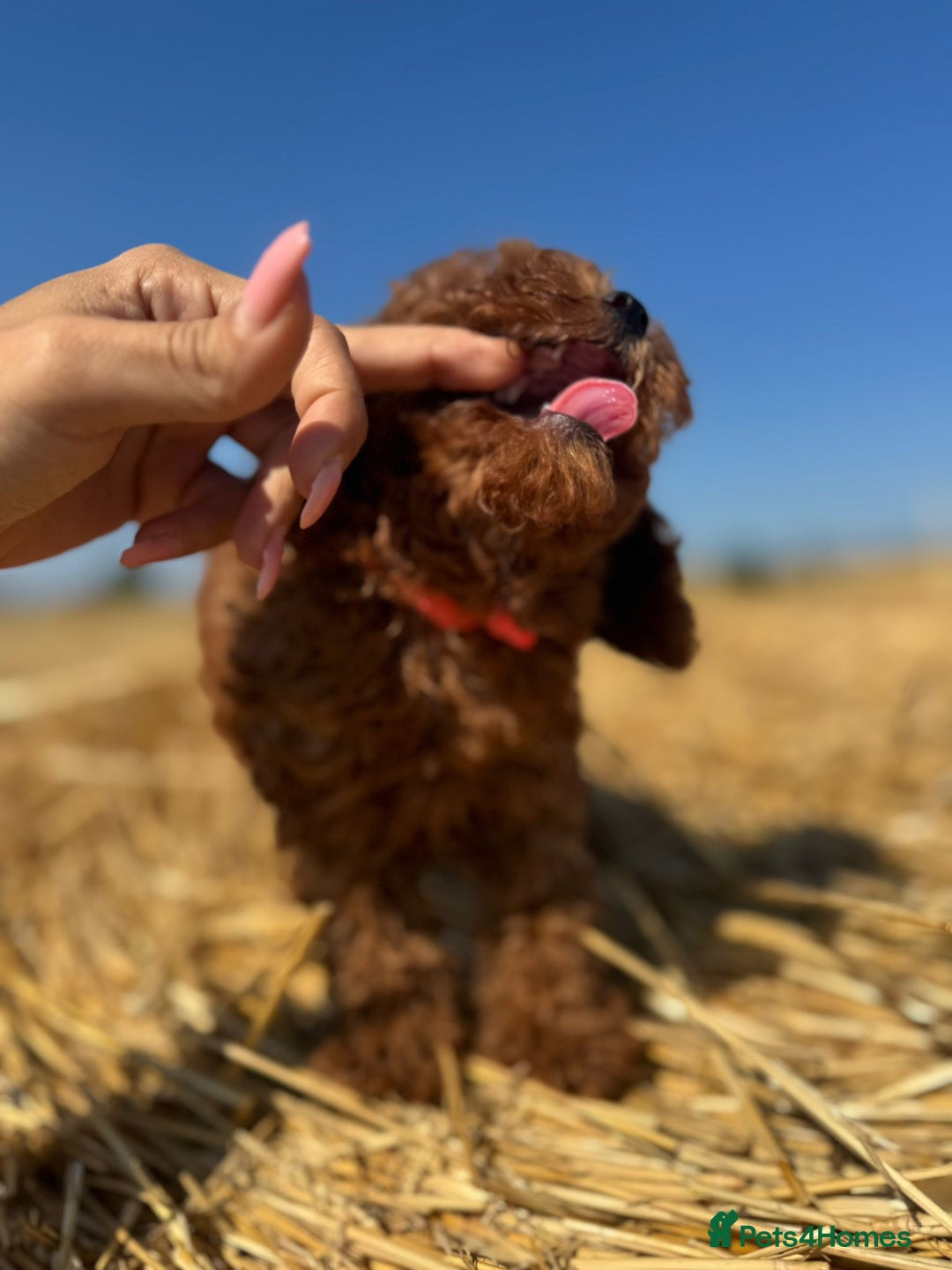 Toy Poodle dogs for sale: Toy Poodle Puppies–Asian Lines–Tiny Size - Image 12