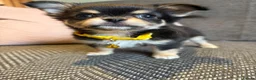 Chihuahua dogs for sale: 1 TINY KC REG boy ready to go to new home now - Advert 7