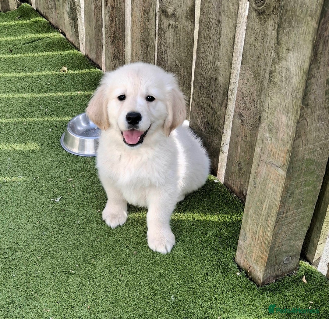 Golden Retriever dogs for sale: Golden Retreiver Puppies  - Image 22