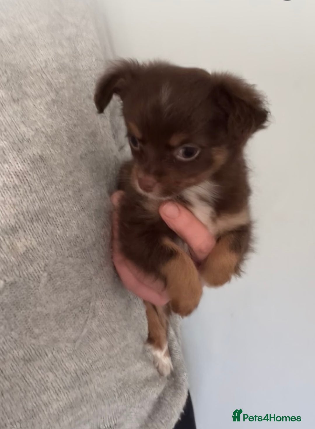 Chihuahua dogs for sale: Last chihuahua girl - READY NOW  - Advert 2