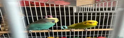 Budgerigars birds for sale: Budgies pair  - Advert 6