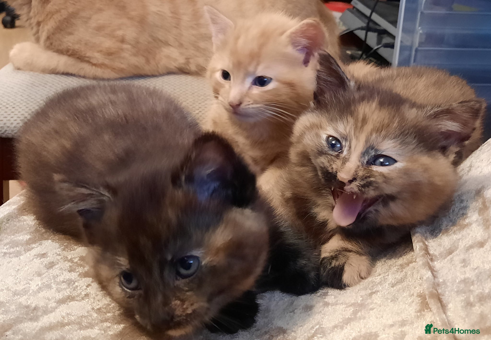 Mixed Breed cats Playful kittens  - Advert 4