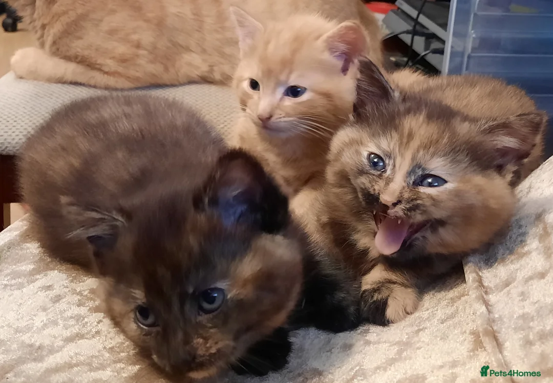 Mixed Breed cats for sale: Playful kittens  - Advert 1