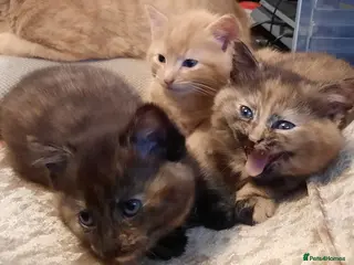 Mixed Breed cats Playful kittens - Advert 4