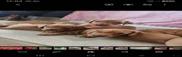 Labrador Retriever dogs for sale: Absolutely stunning kc registered fox red pups - Advert 3