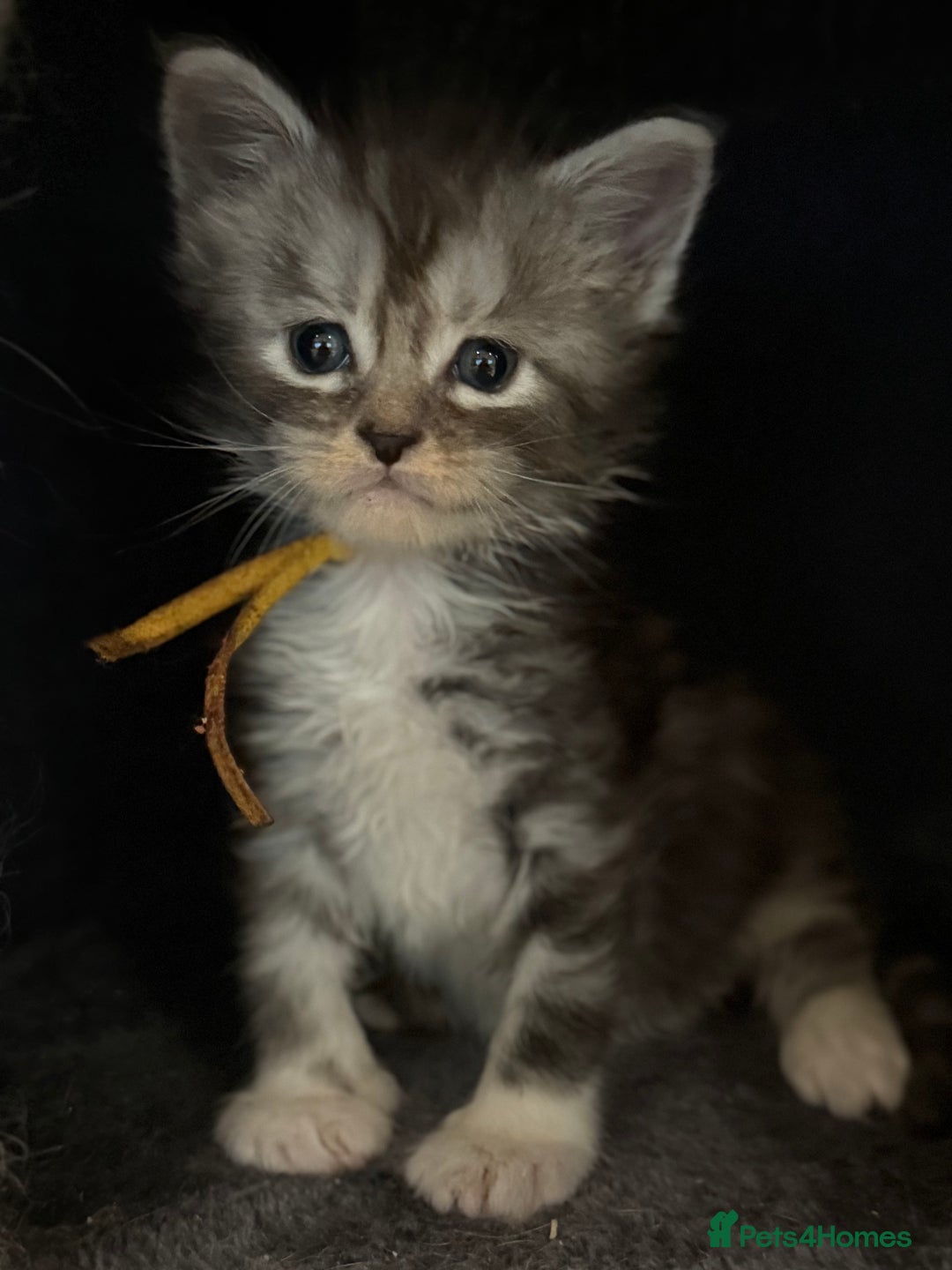 Maine Coon cats for sale: TICA registered russian poly and non poly kittens - Image 10