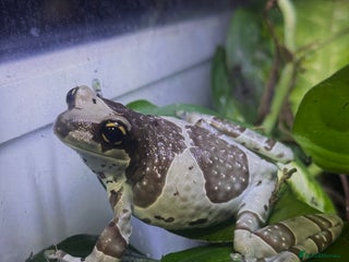 Frog reptiles 3 Milk Frogs & 454560 Bio Set up - Advert 1