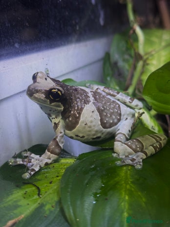 Frog reptiles 3 Milk Frogs & Exo Terra Planted Bio Set up - Advert 1