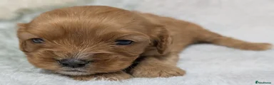 Cavapoo Puppy 1