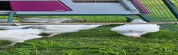 Chickens poultry for sale: Light Sussex Cockerell  in Ashbourne - Advert 2